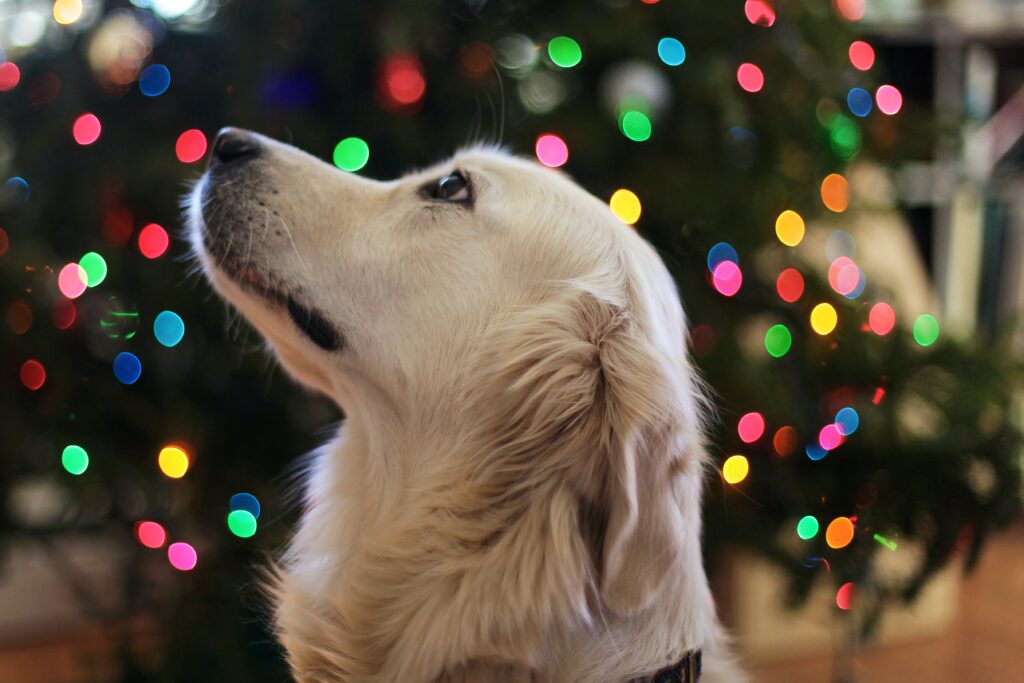 犬が横顔でクリスマスツリーをバックに何かを見ている様子