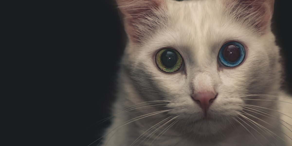オッドアイの目を持つ猫