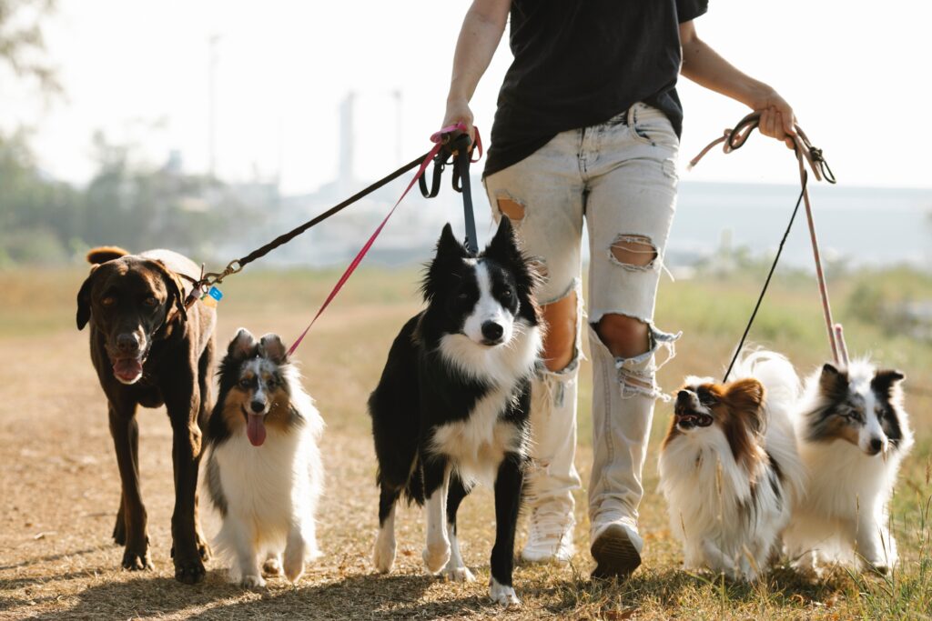 5匹の犬と散歩