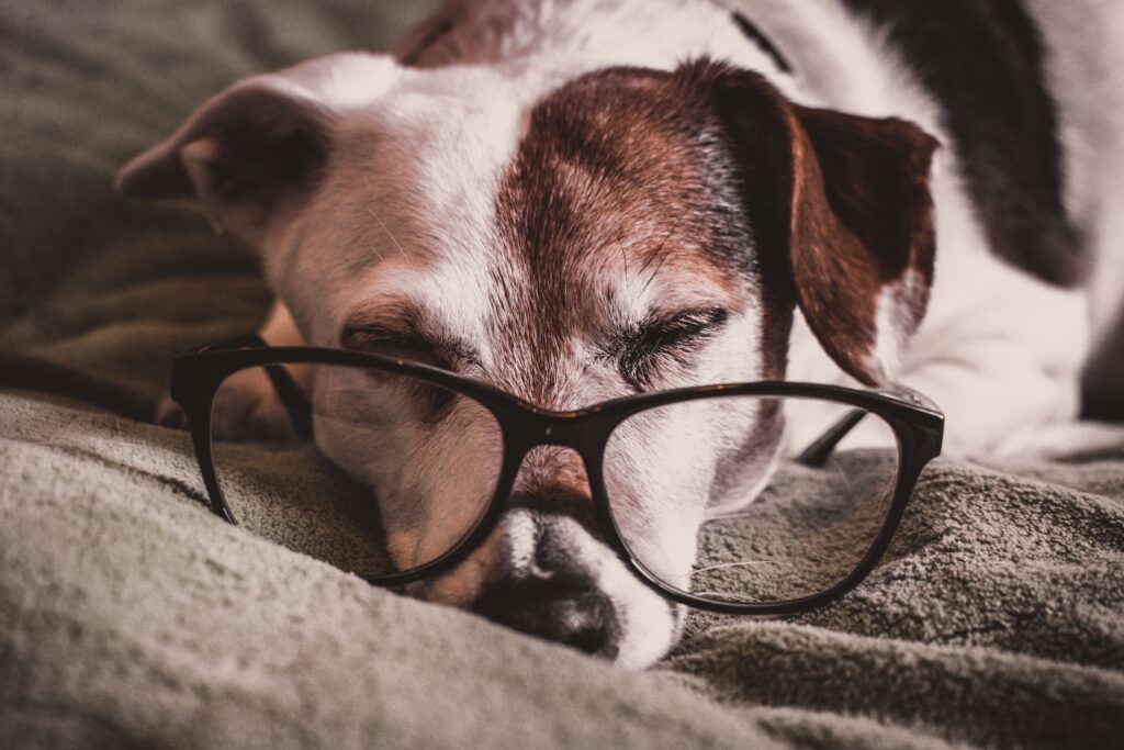メガネかけ寝てる犬